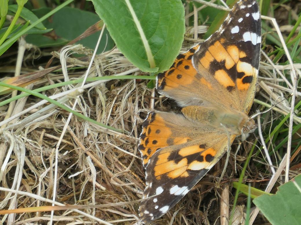 Ein Distelfalter mit geöffneten Flügeln sitze auf dem Boden einer Wiese