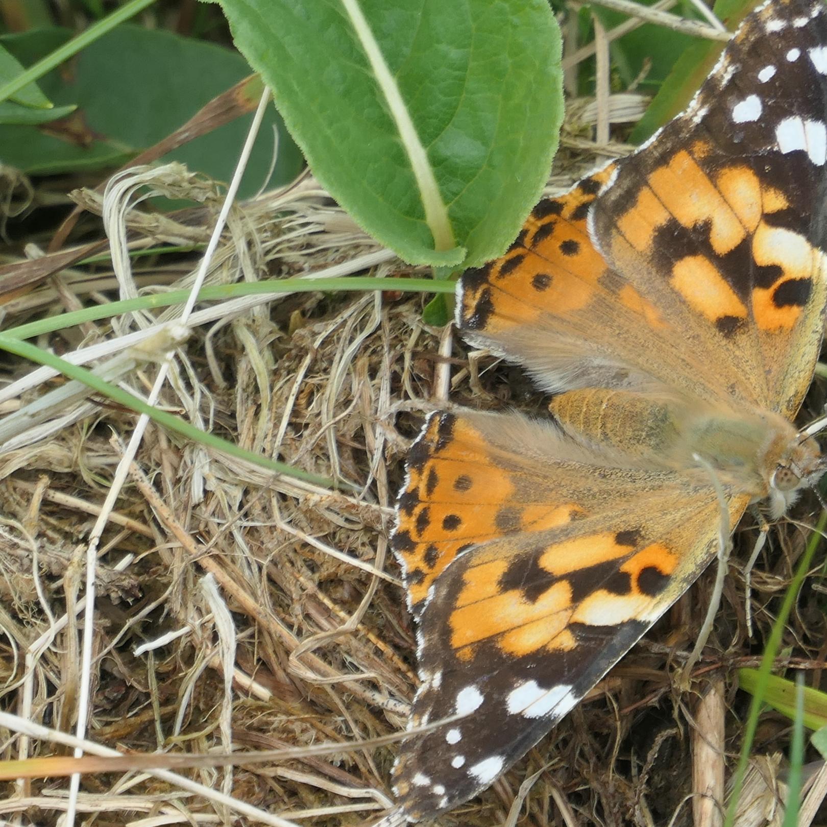 Ein Distelfalter mit geöffneten Flügeln sitze auf dem Boden einer Wiese