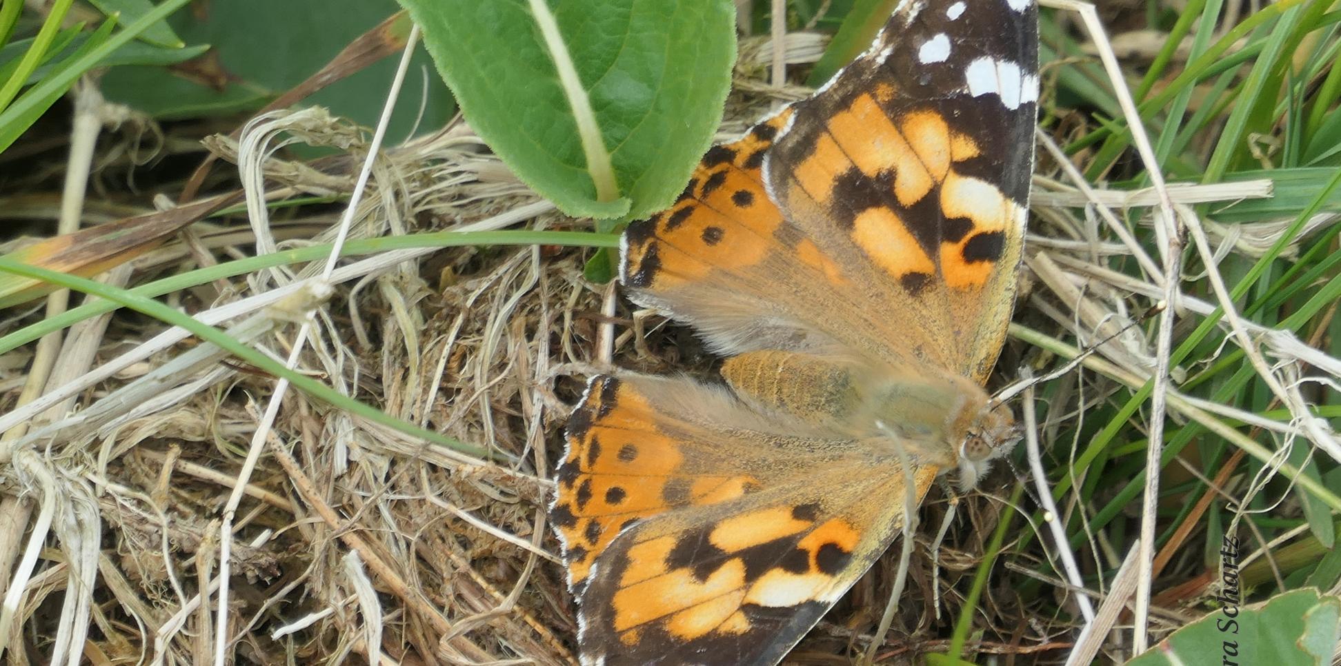 Ein Distelfalter mit geöffneten Flügeln sitze auf dem Boden einer Wiese