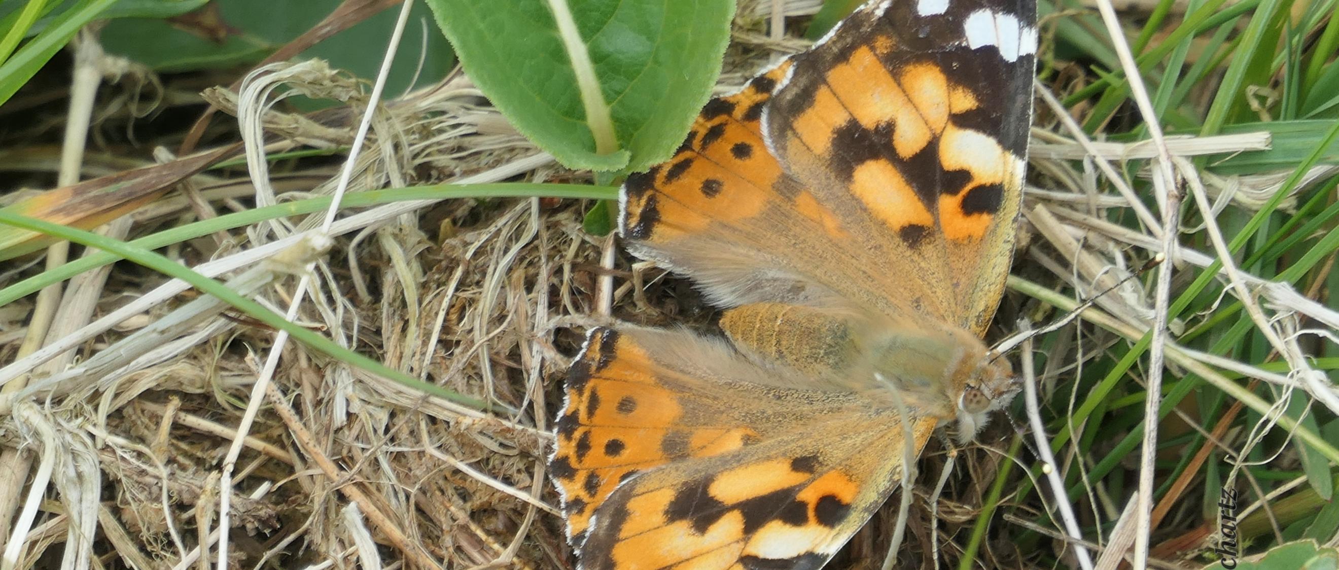 Ein Distelfalter mit geöffneten Flügeln sitze auf dem Boden einer Wiese