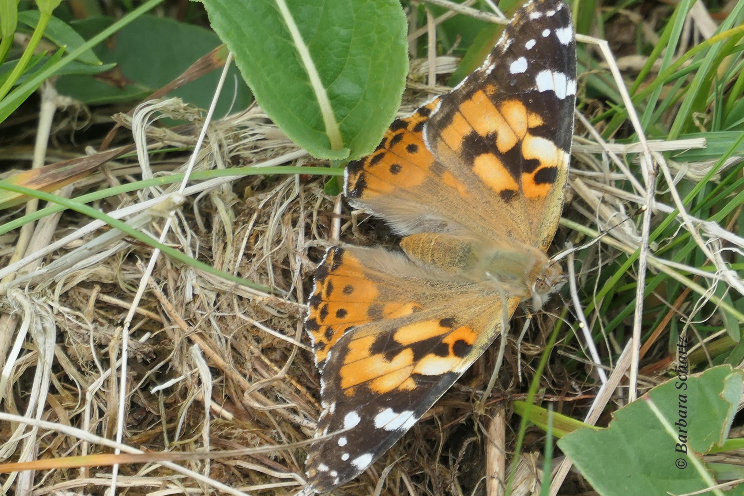 Ein Distelfalter mit geöffneten Flügeln sitze auf dem Boden einer Wiese