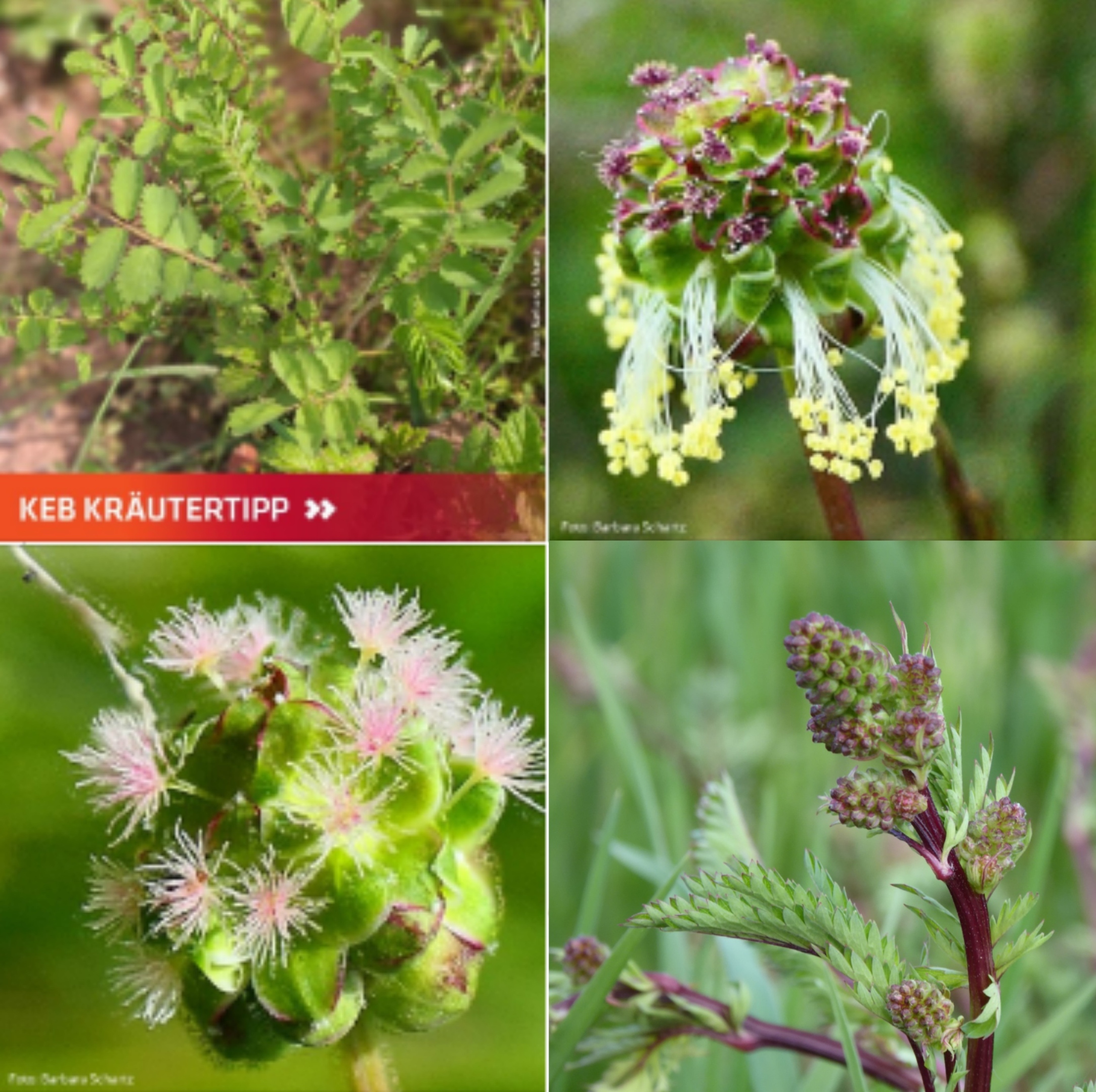 Collage von Fotos des Wiesenknopfes
