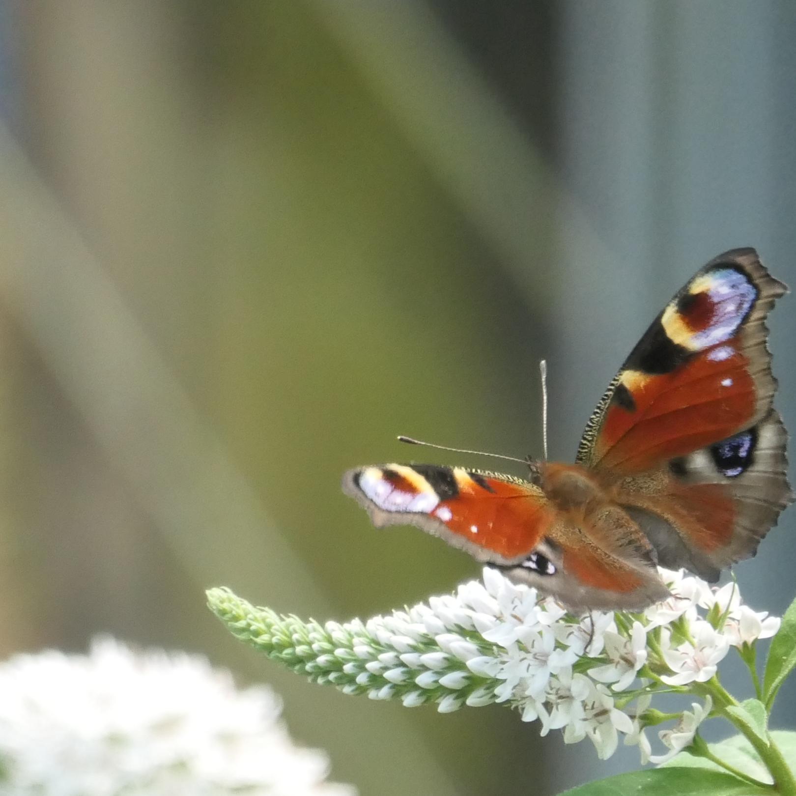 Schmetterling Tagpfauenauge