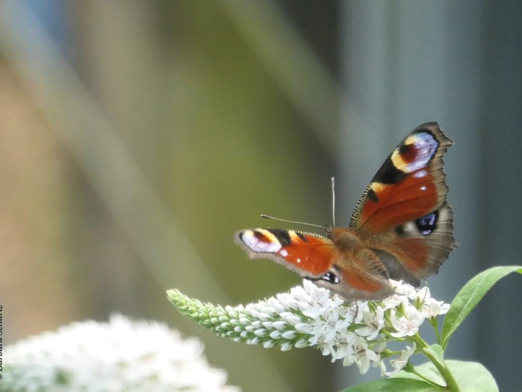 Schmetterling Tagpfauenauge