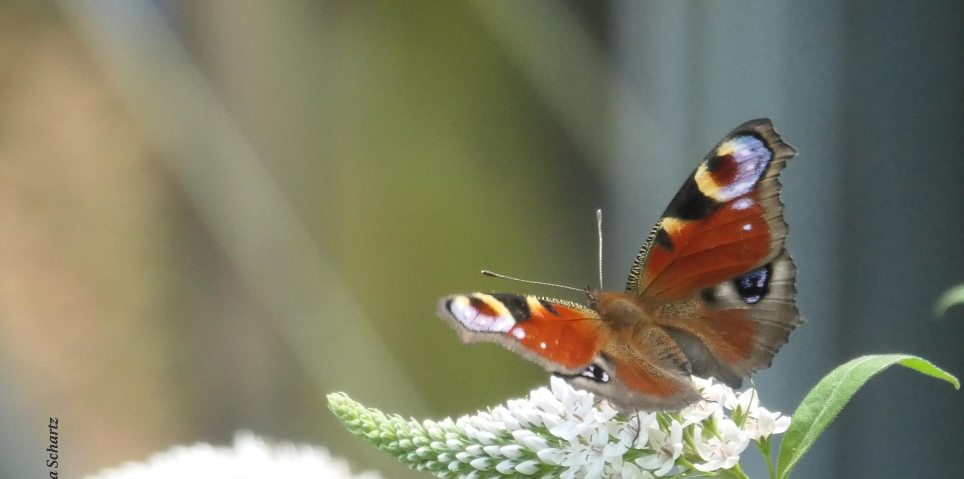Schmetterling Tagpfauenauge