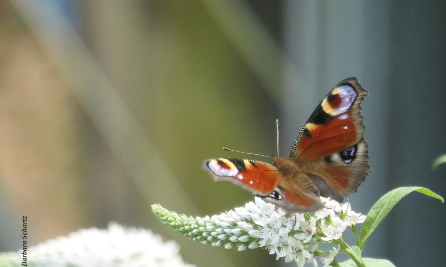 Schmetterling Tagpfauenauge