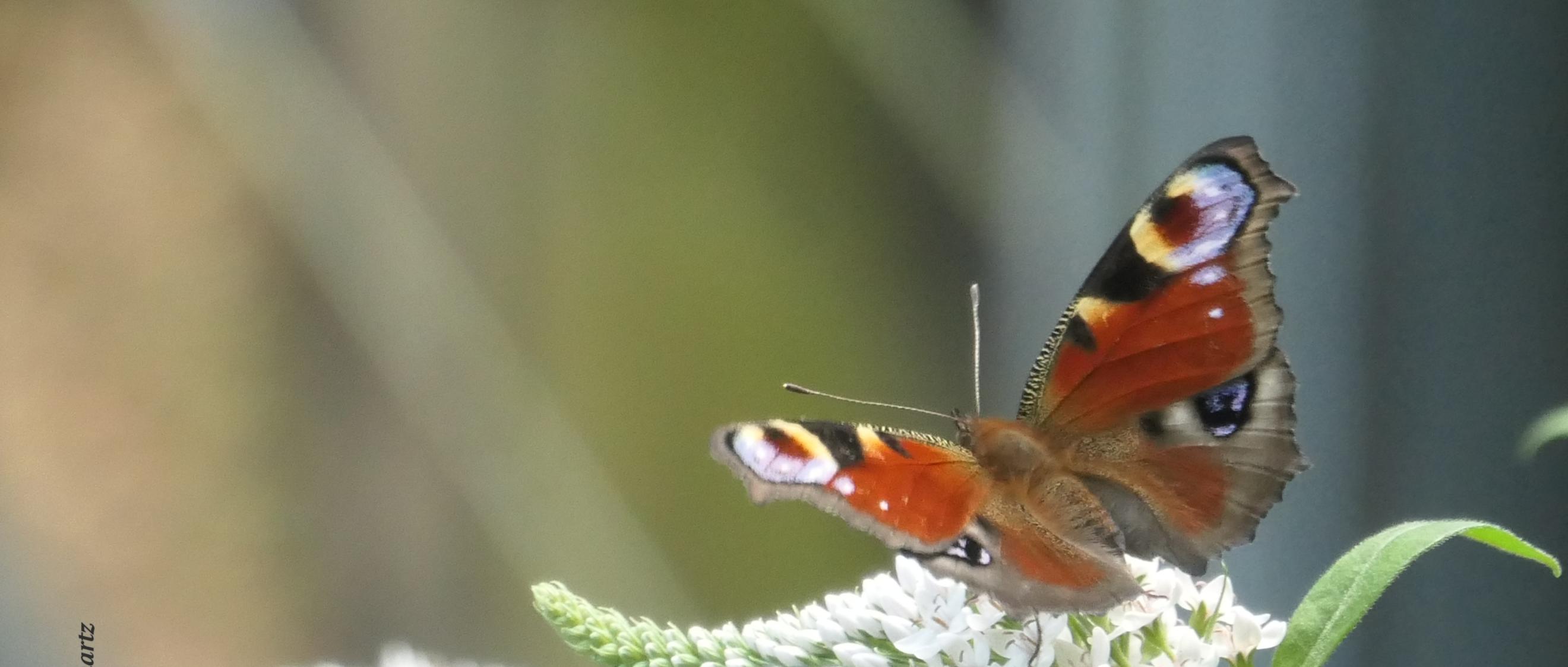 Schmetterling Tagpfauenauge
