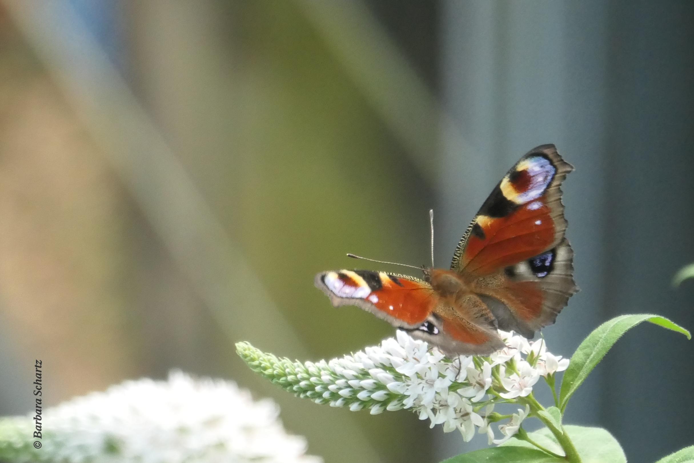 Schmetterling Tagpfauenauge