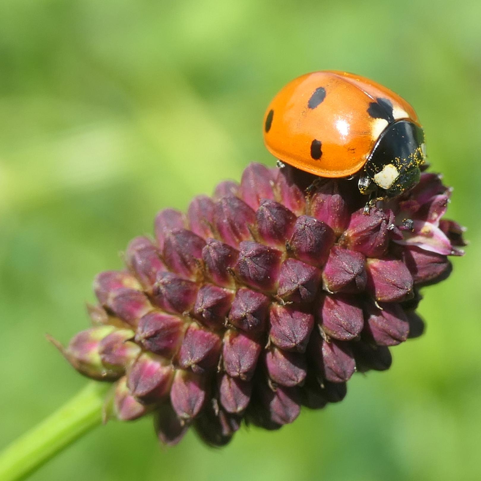 Siebenpunkt Marienkäfer auf Blüte von Großem Wiesenknopf