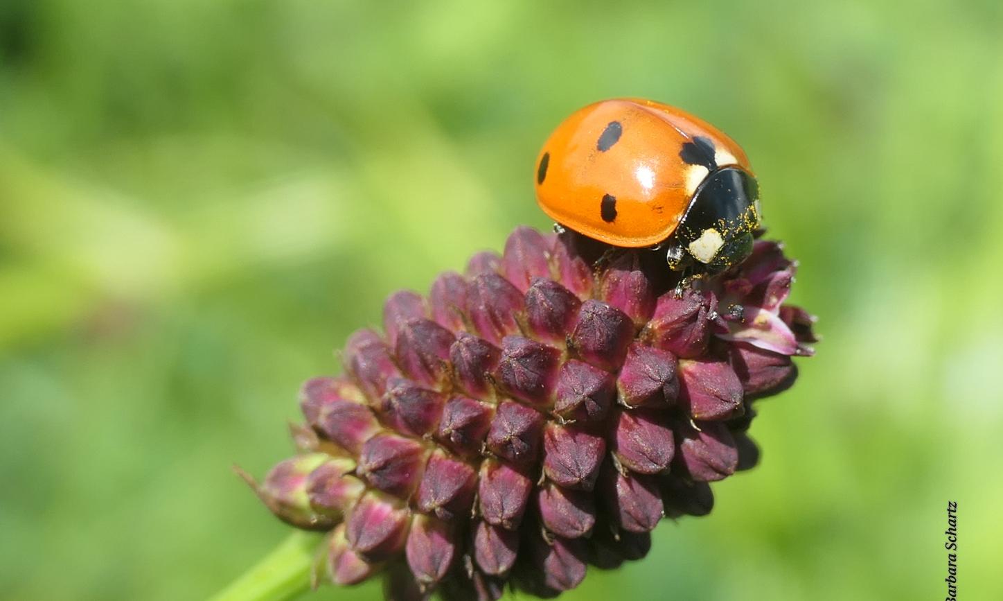 Siebenpunkt Marienkäfer auf Blüte von Großem Wiesenknopf