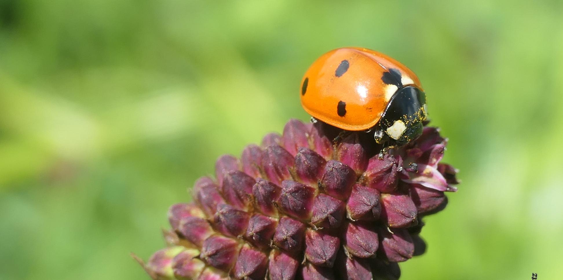 Siebenpunkt Marienkäfer auf Blüte von Großem Wiesenknopf
