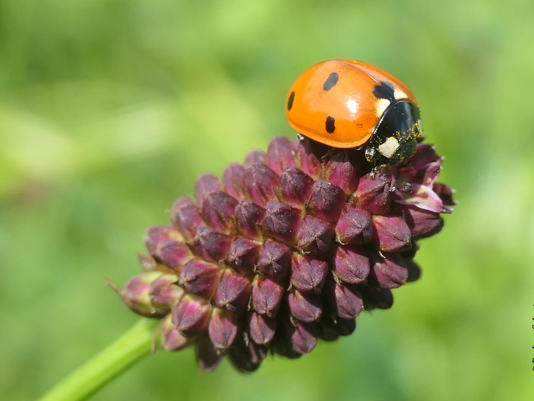 Siebenpunkt Marienkäfer auf Blüte von Großem Wiesenknopf