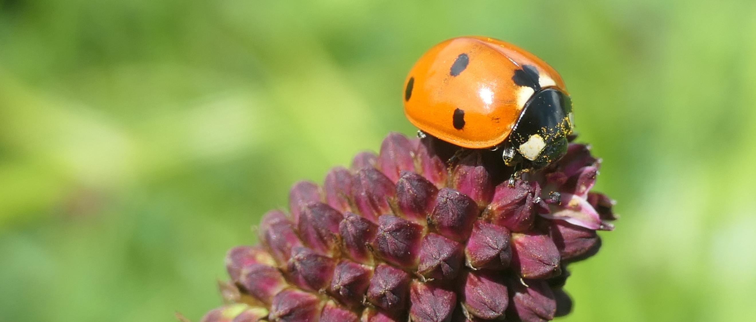 Siebenpunkt Marienkäfer auf Blüte von Großem Wiesenknopf