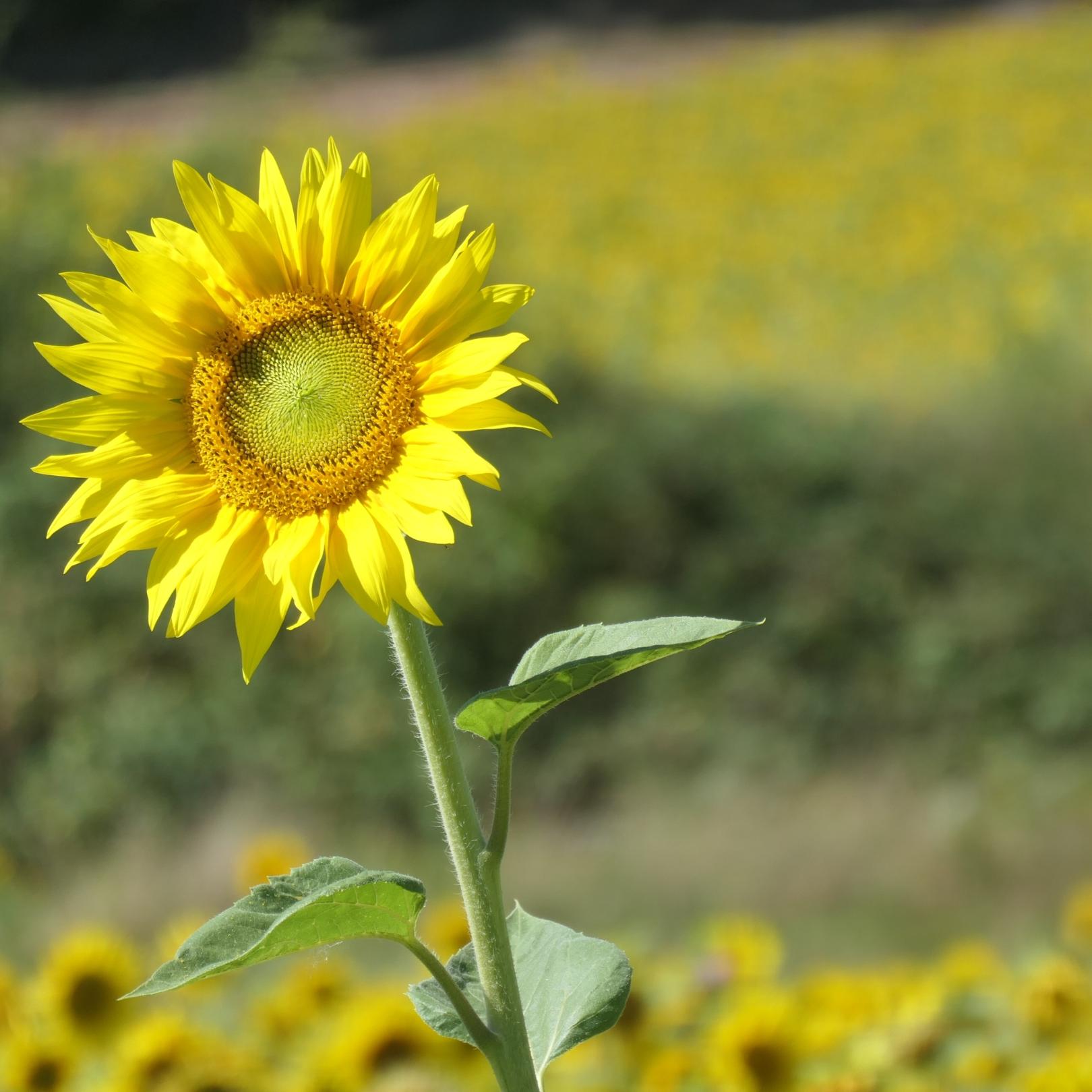 Sonnenblumenblüte