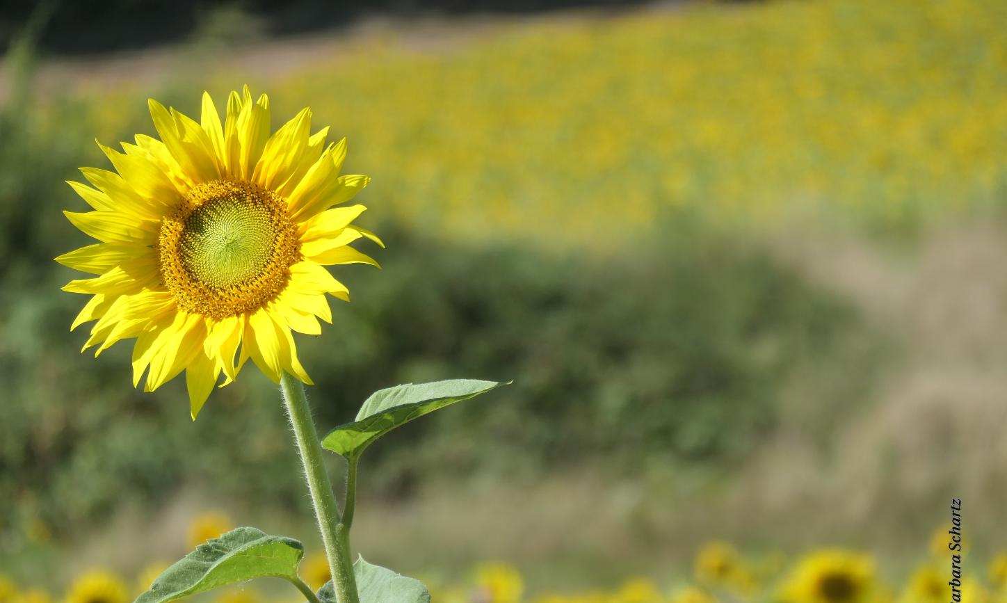 Sonnenblumenblüte