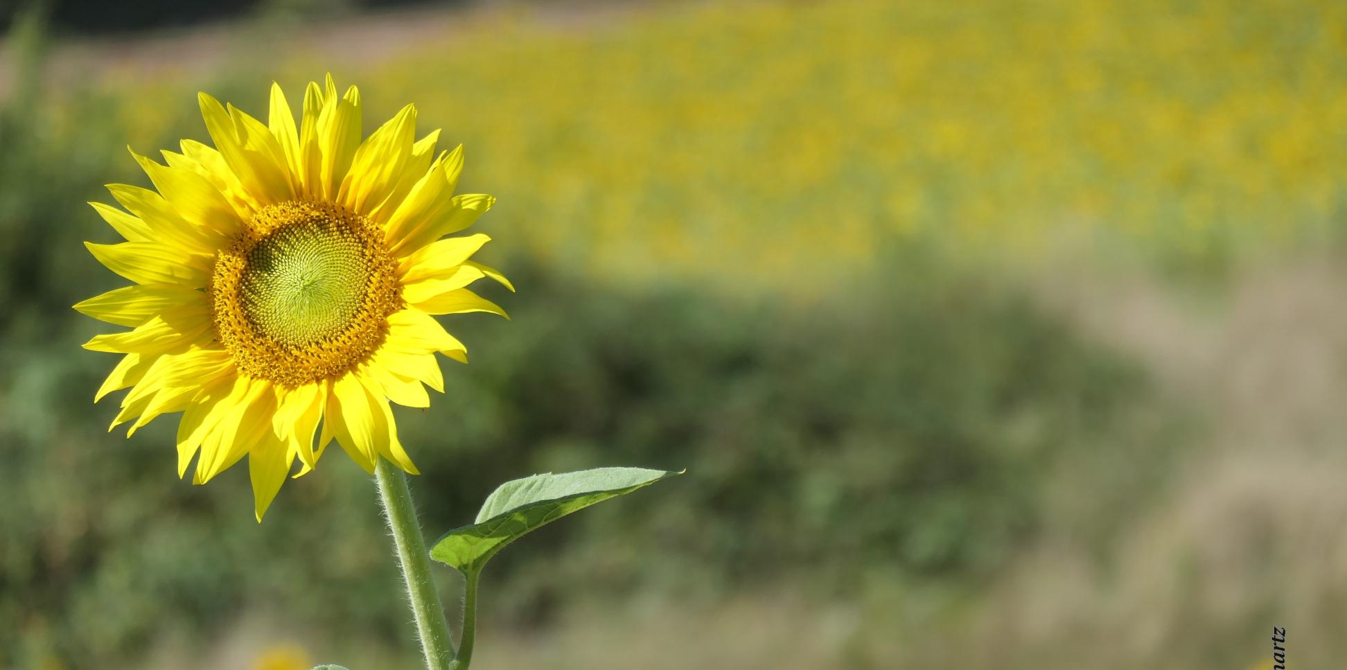 Sonnenblumenblüte