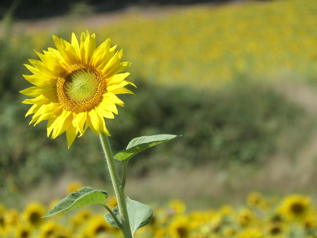 Sonnenblumenblüte