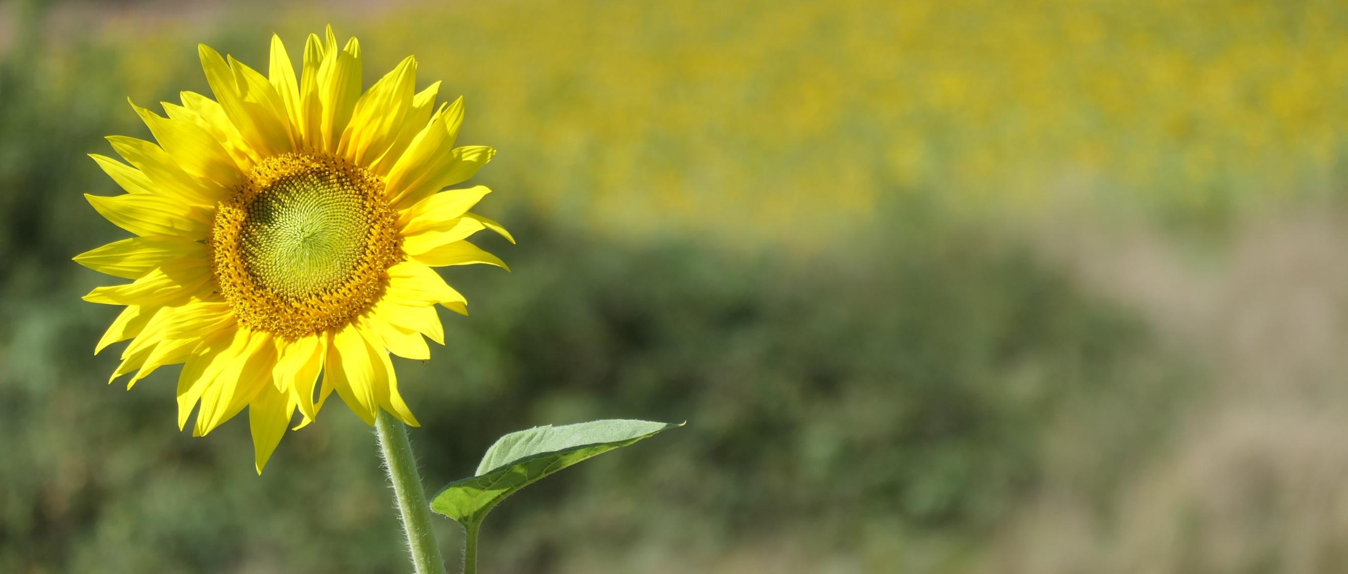 Sonnenblumenblüte
