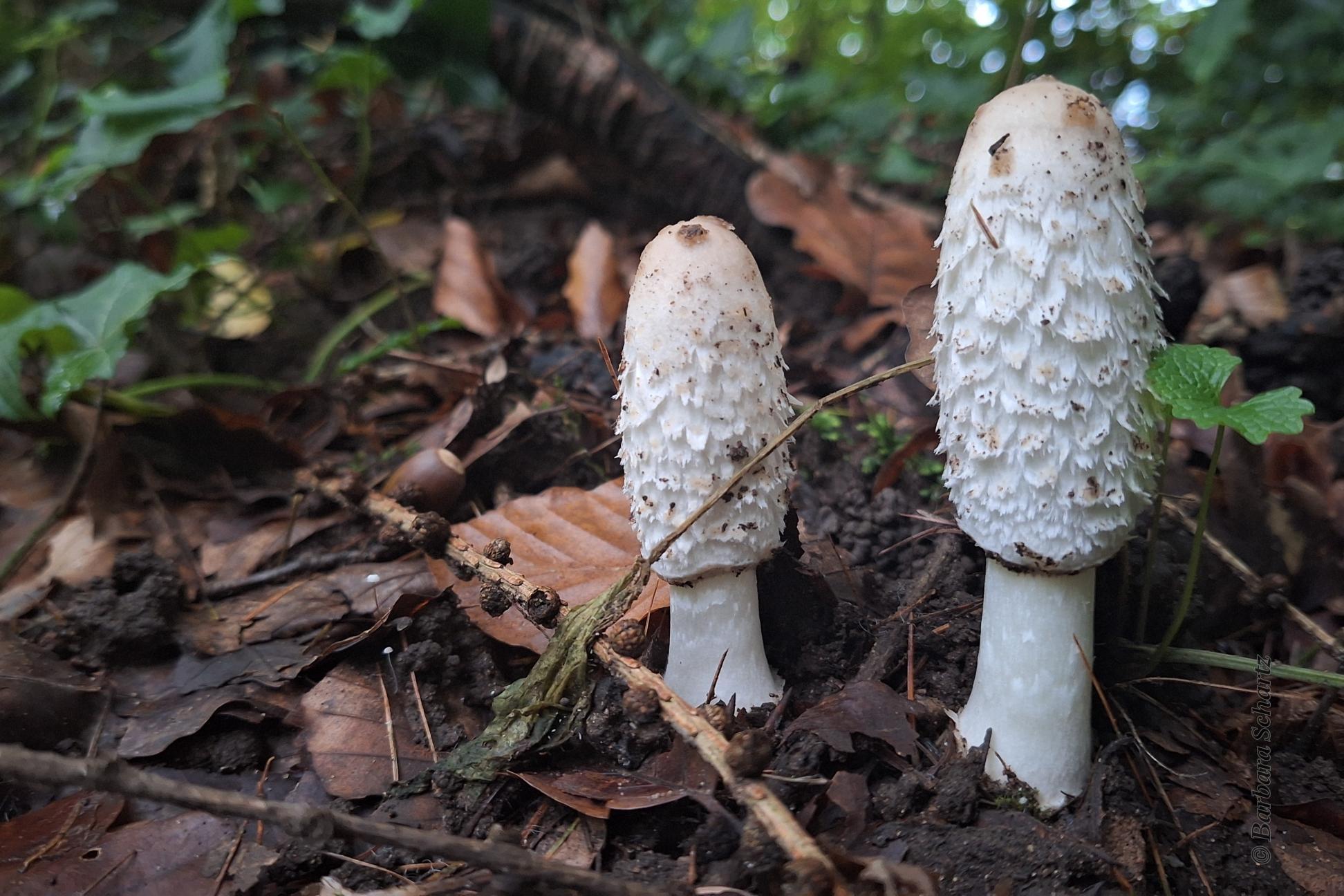 Zwei Schopftintlinge (c) Barbara Schartz Zwei Schopftintlinge