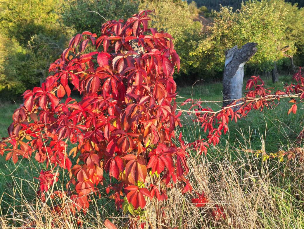 Rot leuchtendes Laub vom Wilden Wein
