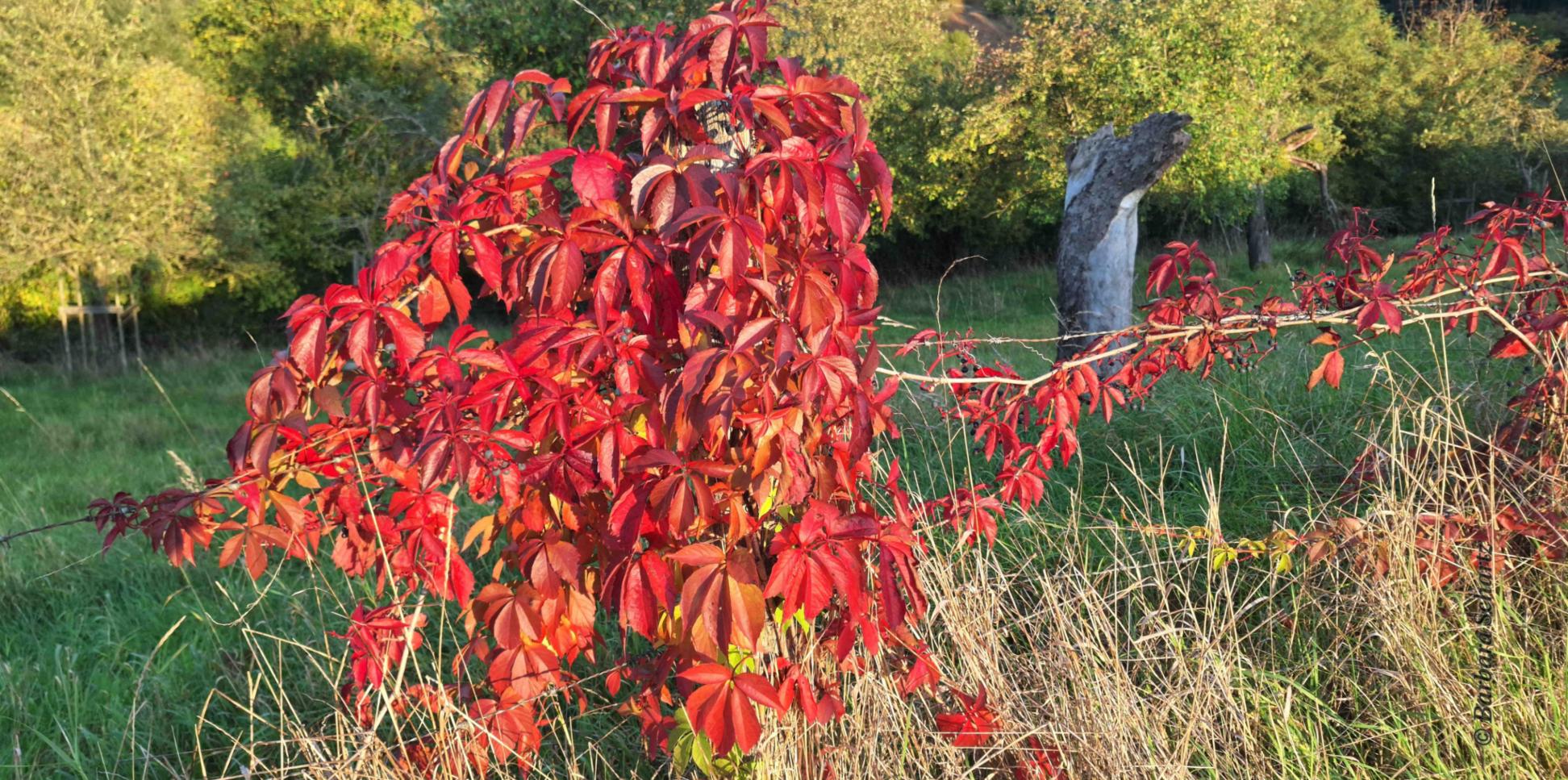Rot leuchtendes Laub vom Wilden Wein