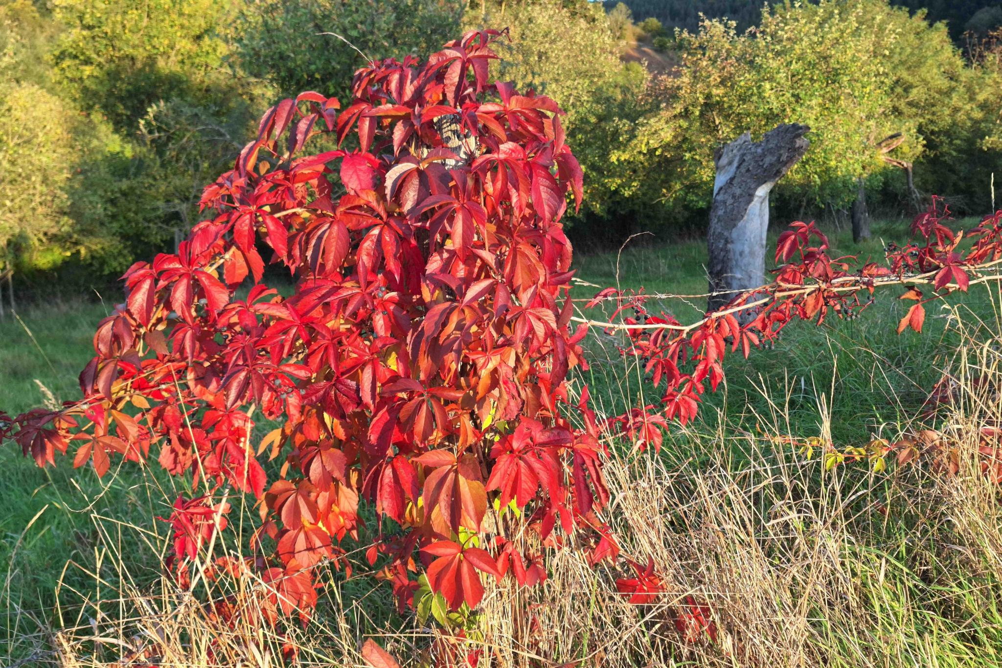 Rot leuchtendes Laub vom Wilden Wein