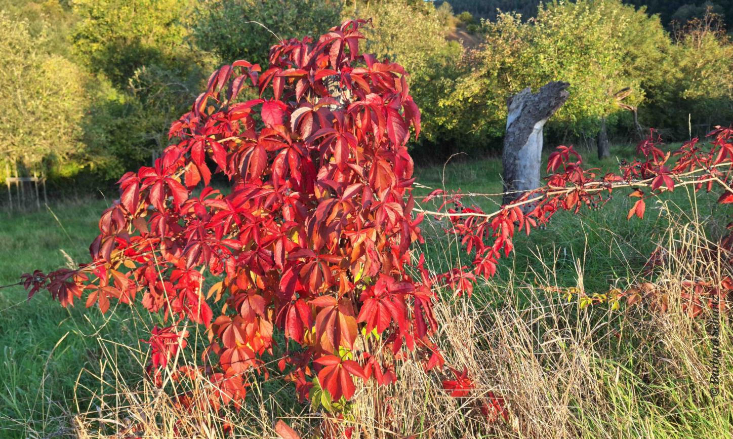 Rot leuchtendes Laub vom Wilden Wein