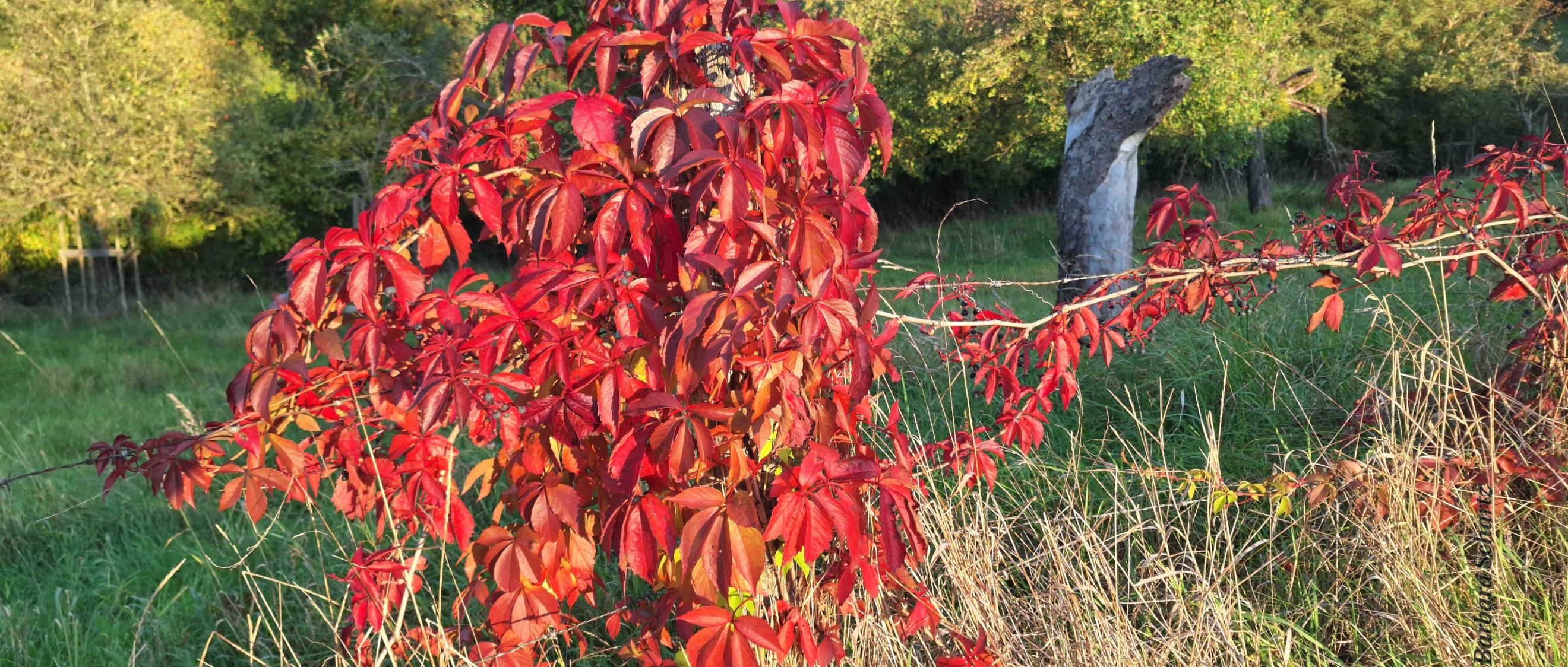Rot leuchtendes Laub vom Wilden Wein