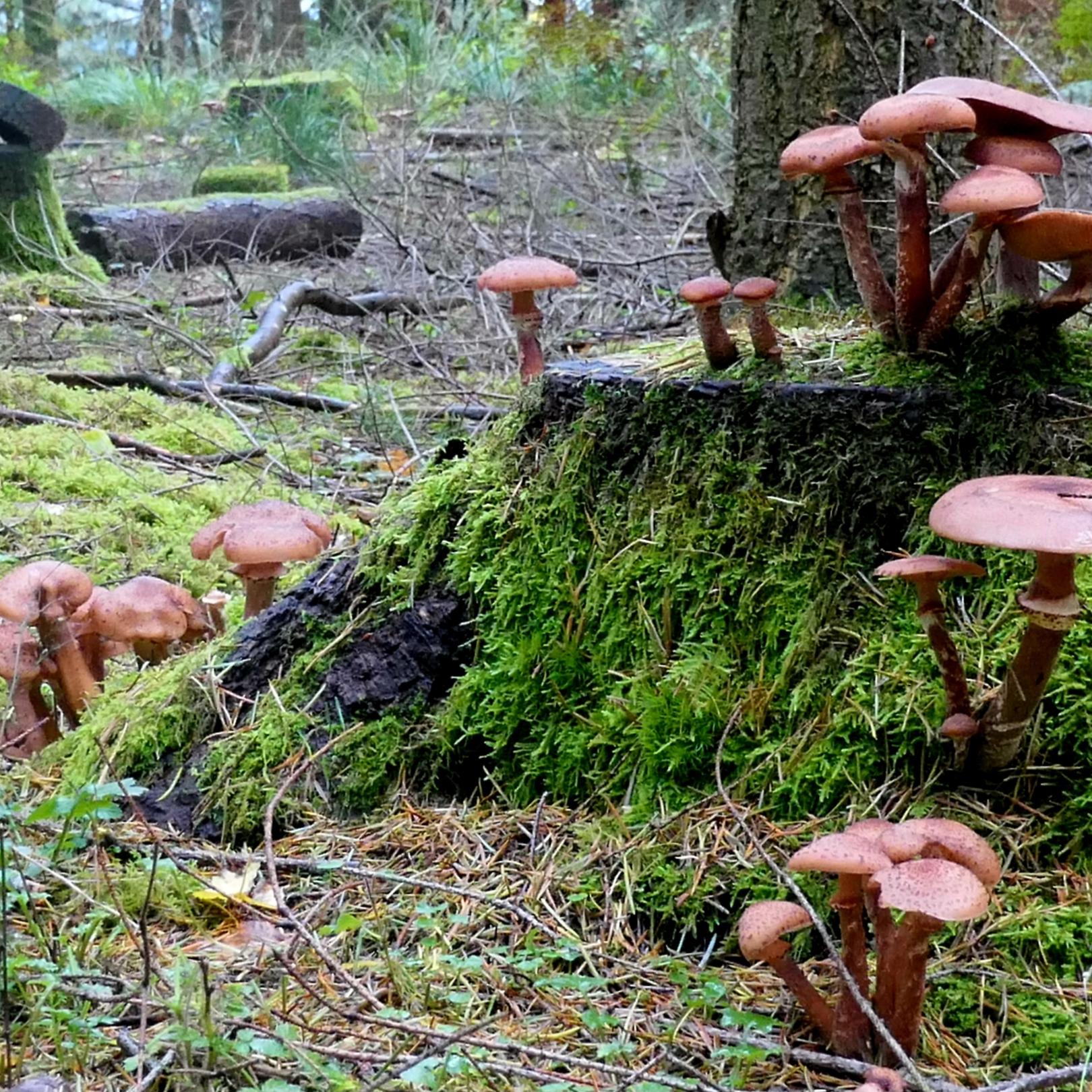 Herbst im Wald