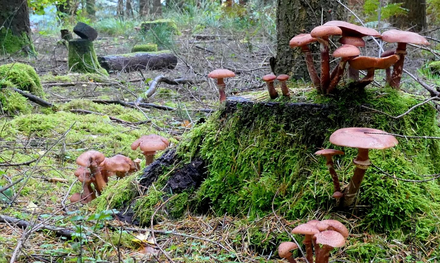 Herbst im Wald
