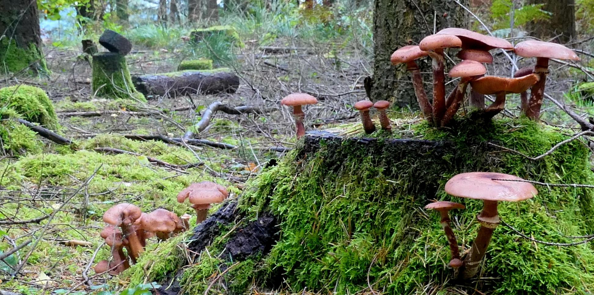 Herbst im Wald