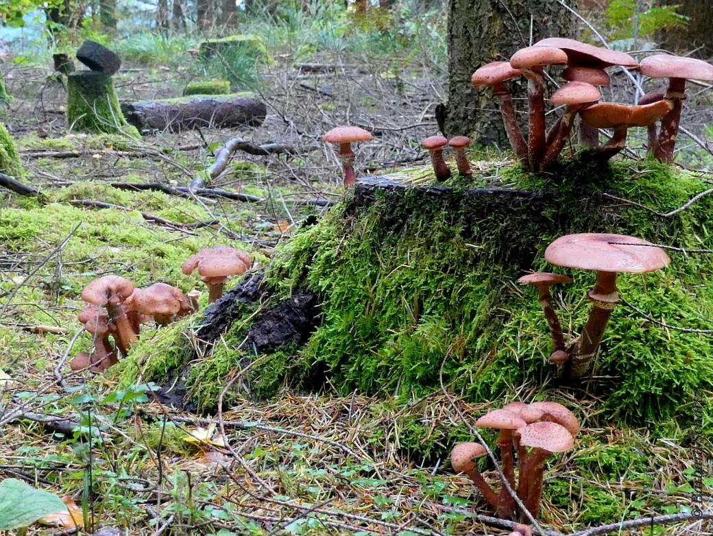 Herbst im Wald