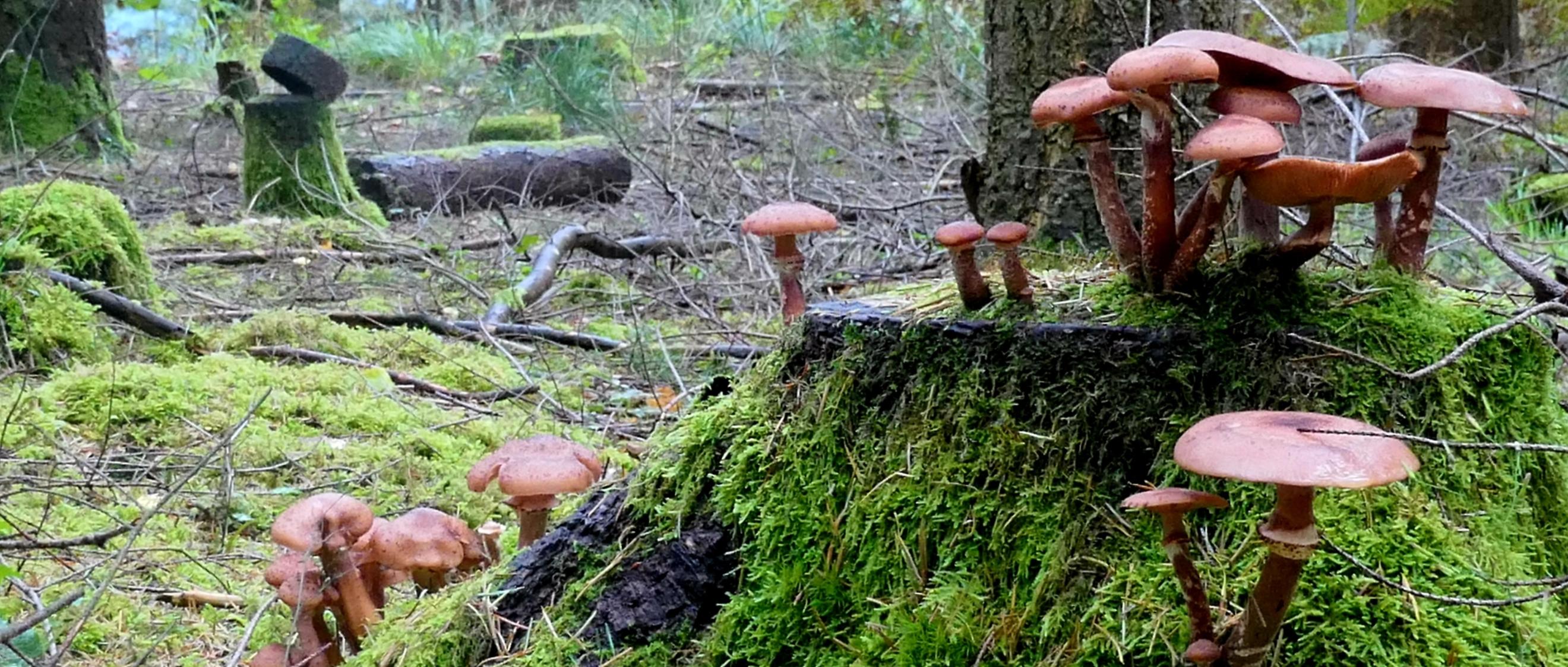 Herbst im Wald