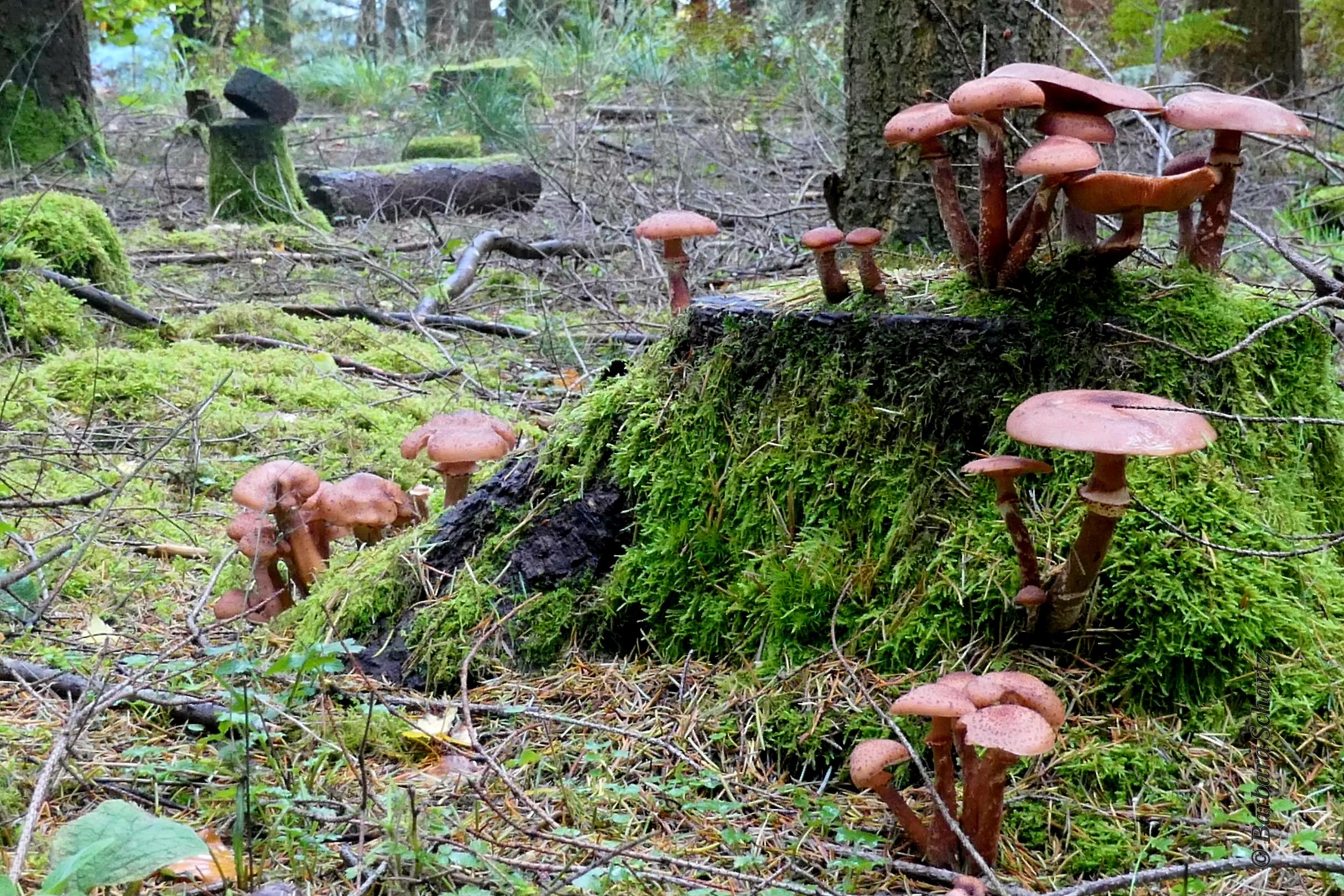 Herbst im Wald (c) Barbara Schartz Herbst im Wald
