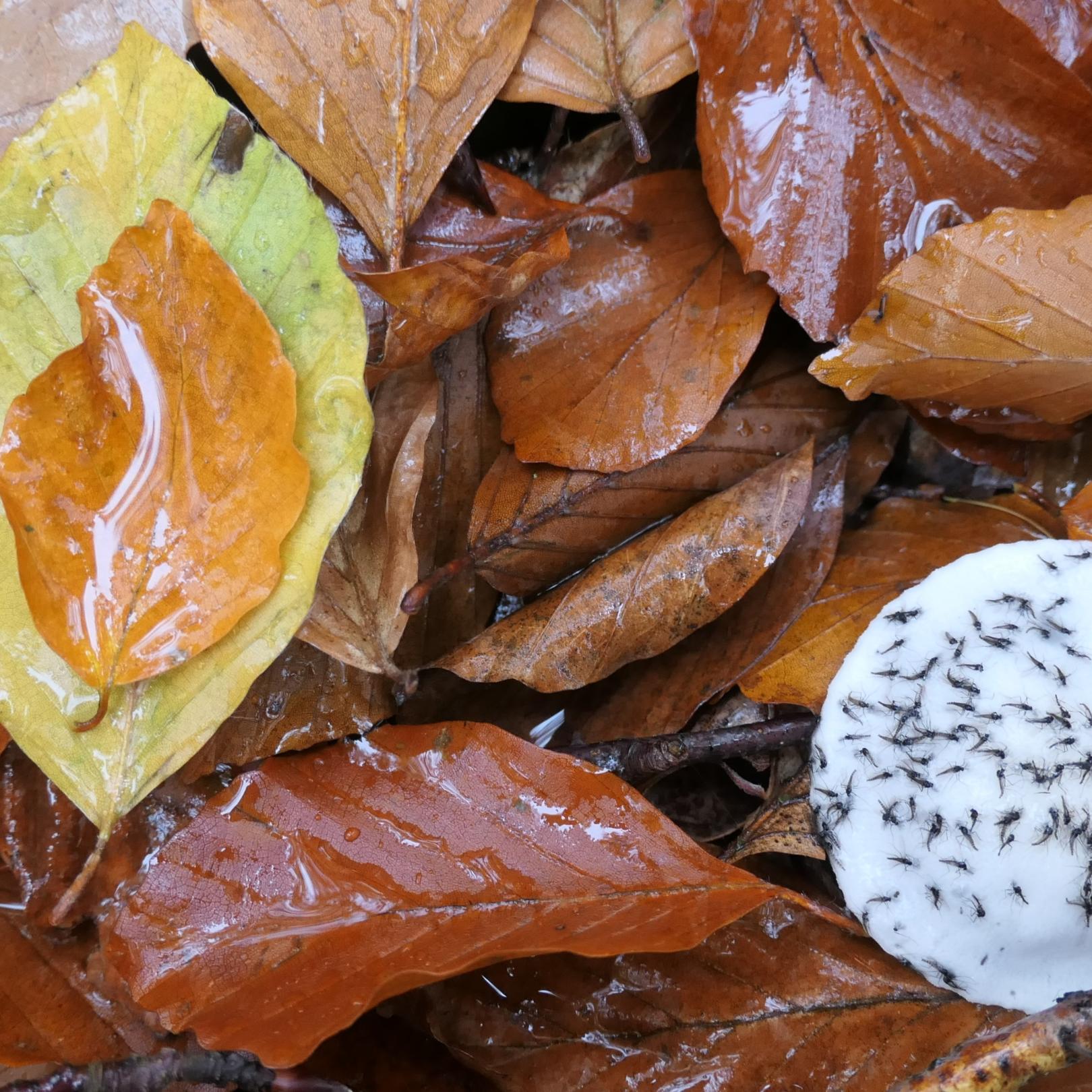 Buchenblätter und ein verschimmelter Pilz mit darauf klebenden Trauermücken