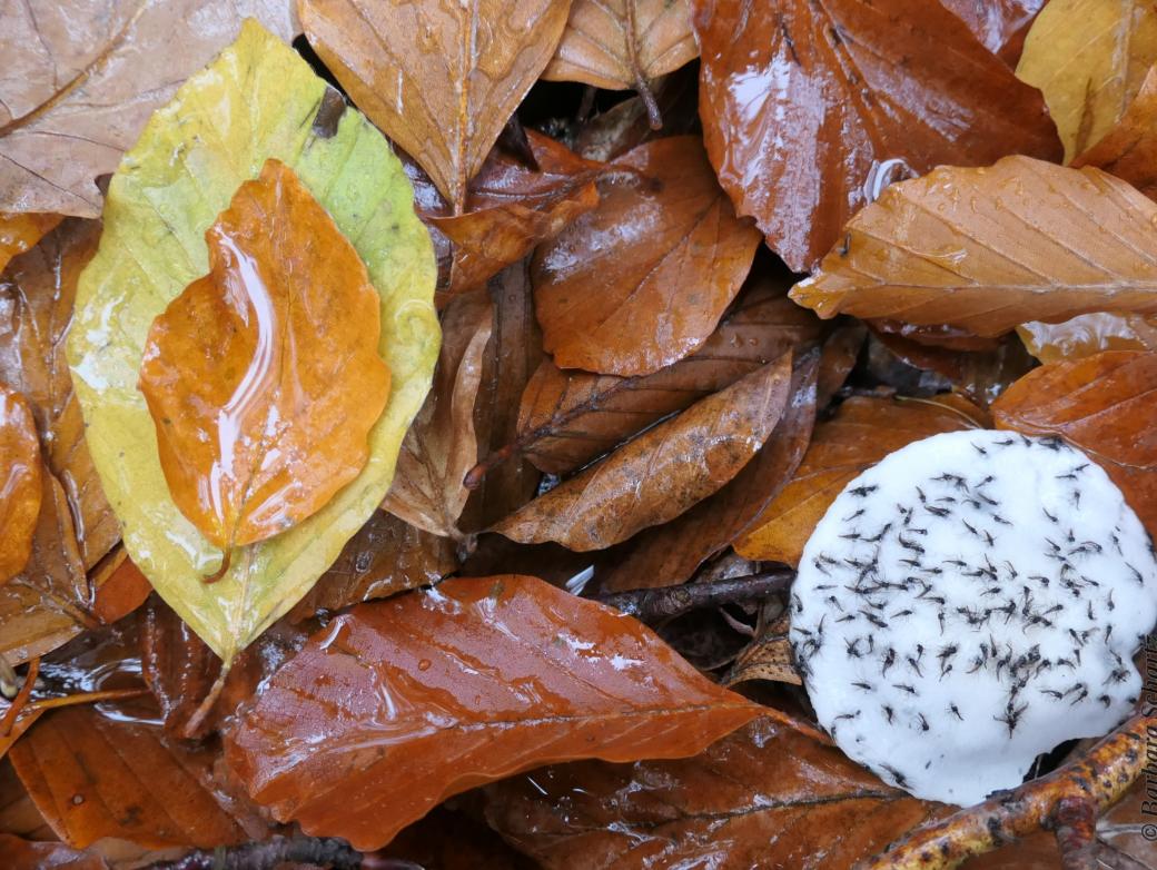 Buchenblätter und ein verschimmelter Pilz mit darauf klebenden Trauermücken
