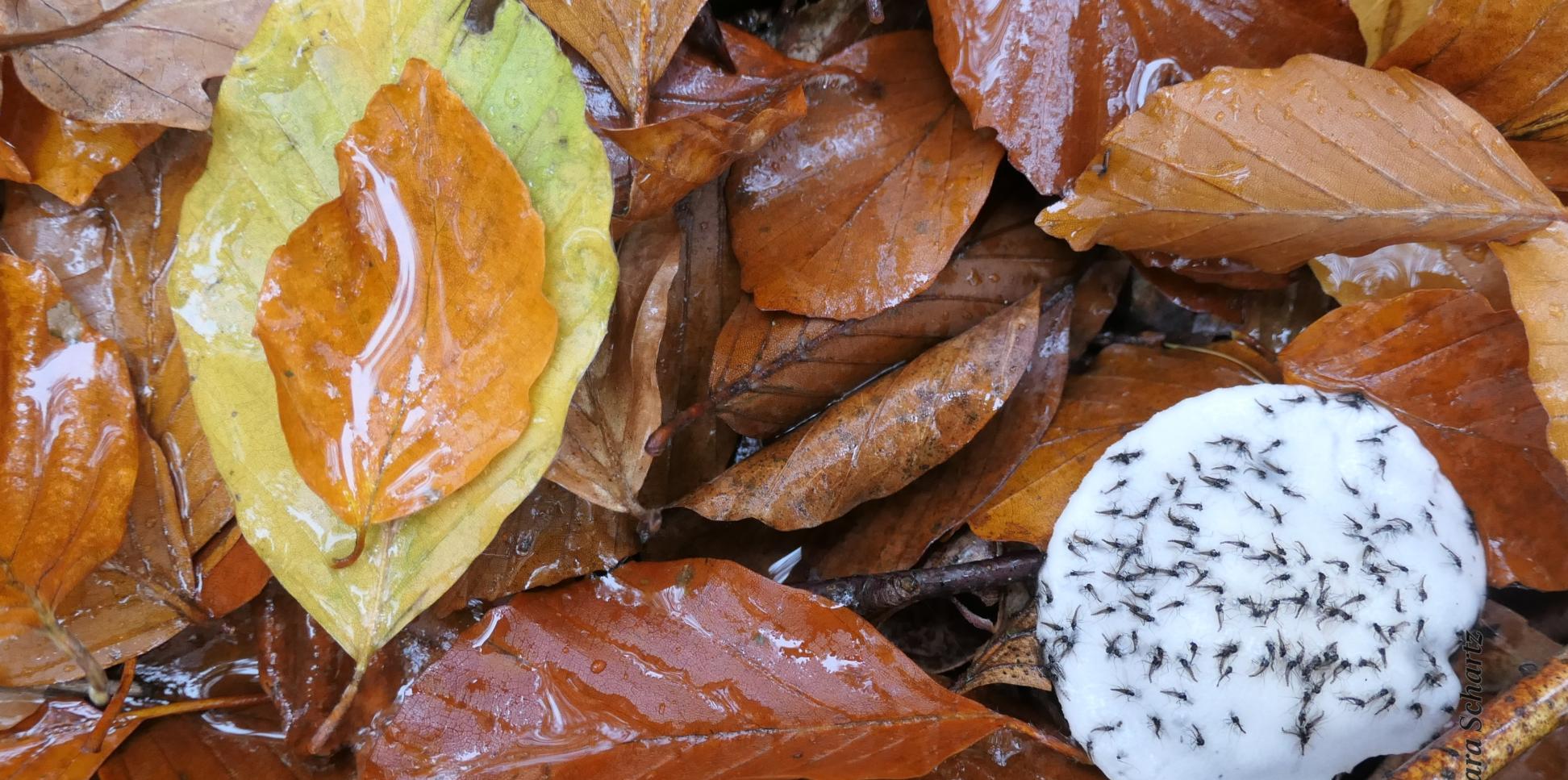Buchenblätter und ein verschimmelter Pilz mit darauf klebenden Trauermücken