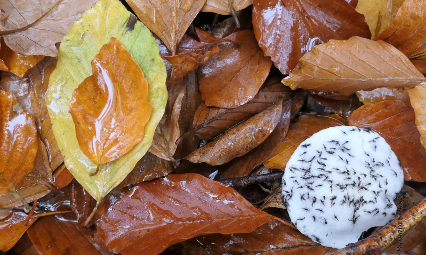 Buchenblätter und ein verschimmelter Pilz mit darauf klebenden Trauermücken