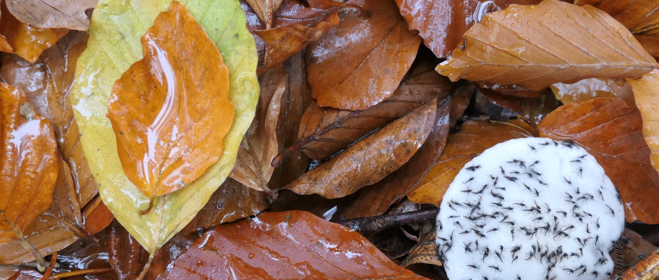Buchenblätter und ein verschimmelter Pilz mit darauf klebenden Trauermücken