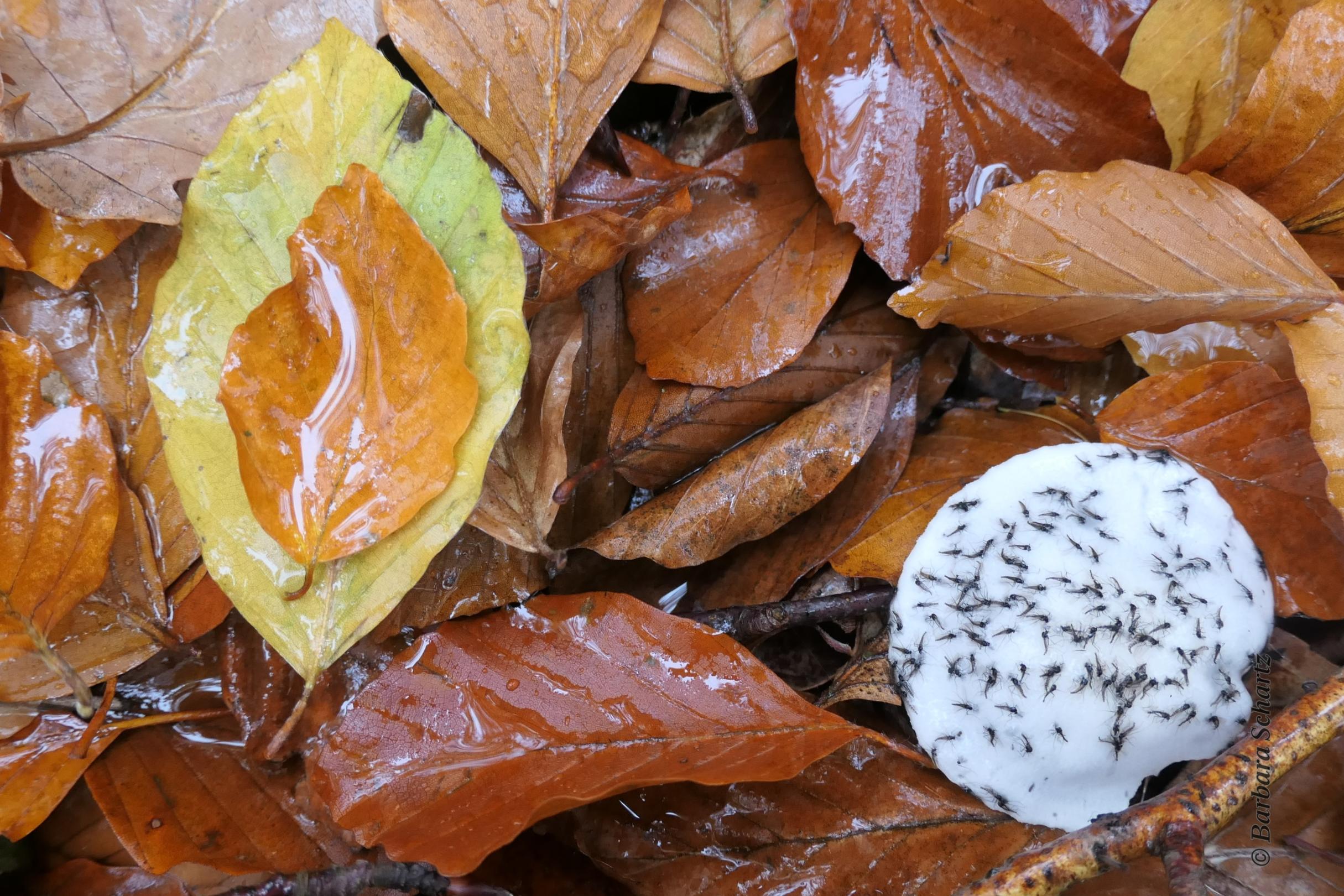 Buchenblätter und ein verschimmelter Pilz mit darauf klebenden Trauermücken (c) Barbara Schartz Buchenblätter und ein verschimmelter Pilz mit darauf klebenden Trauermücken