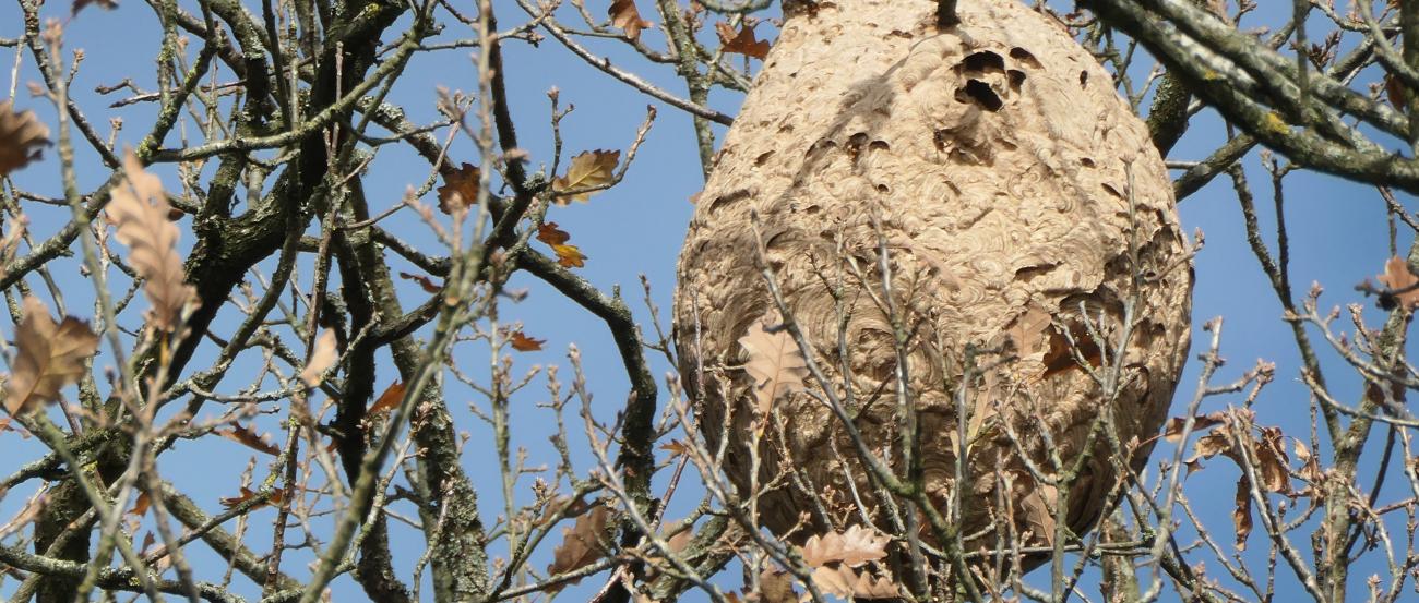 Ein großes Nest der Asiatischen Hornisse hängt in einem fast blätterlosen Baum