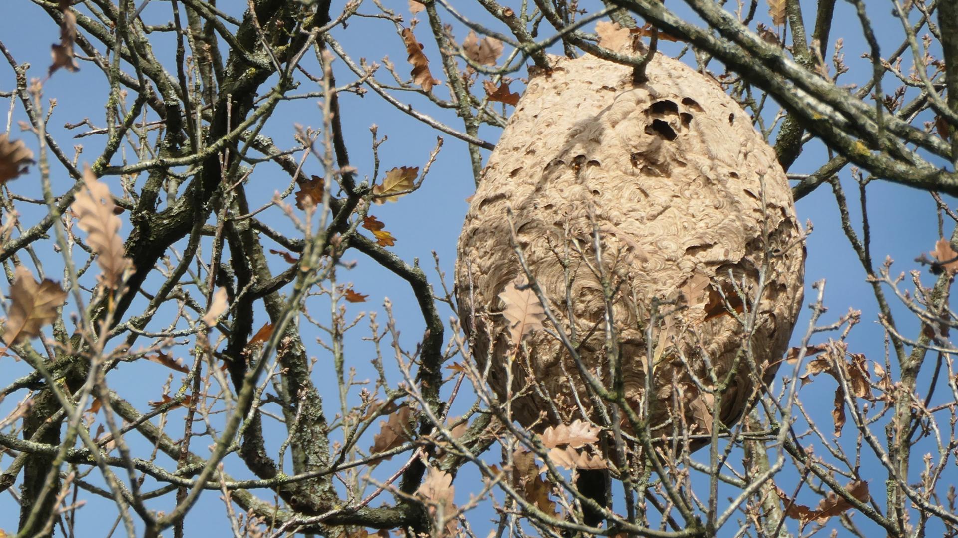 Ein großes Nest der Asiatischen Hornisse hängt in einem fast blätterlosen Baum