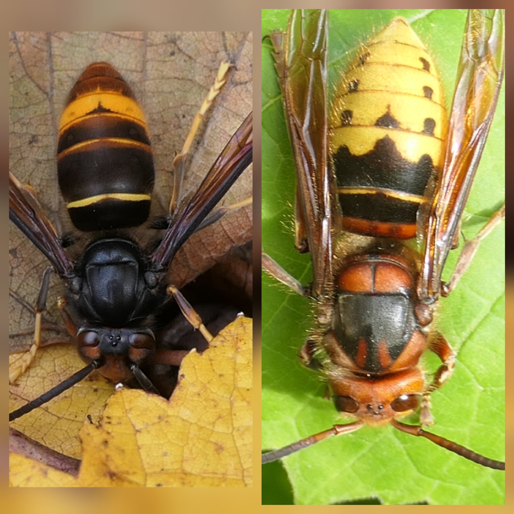 Eine Asiatische und eine Europäische Hornisse nebeneinander