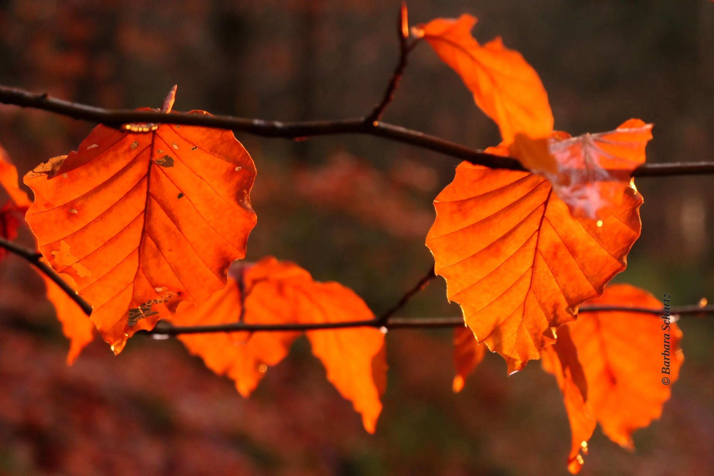 Herbstliche Rotbuchenblätter von der Sonne angestrahlt (c) Barbara Schartz Herbstliche Rotbuchenblätter von der Sonne angestrahlt