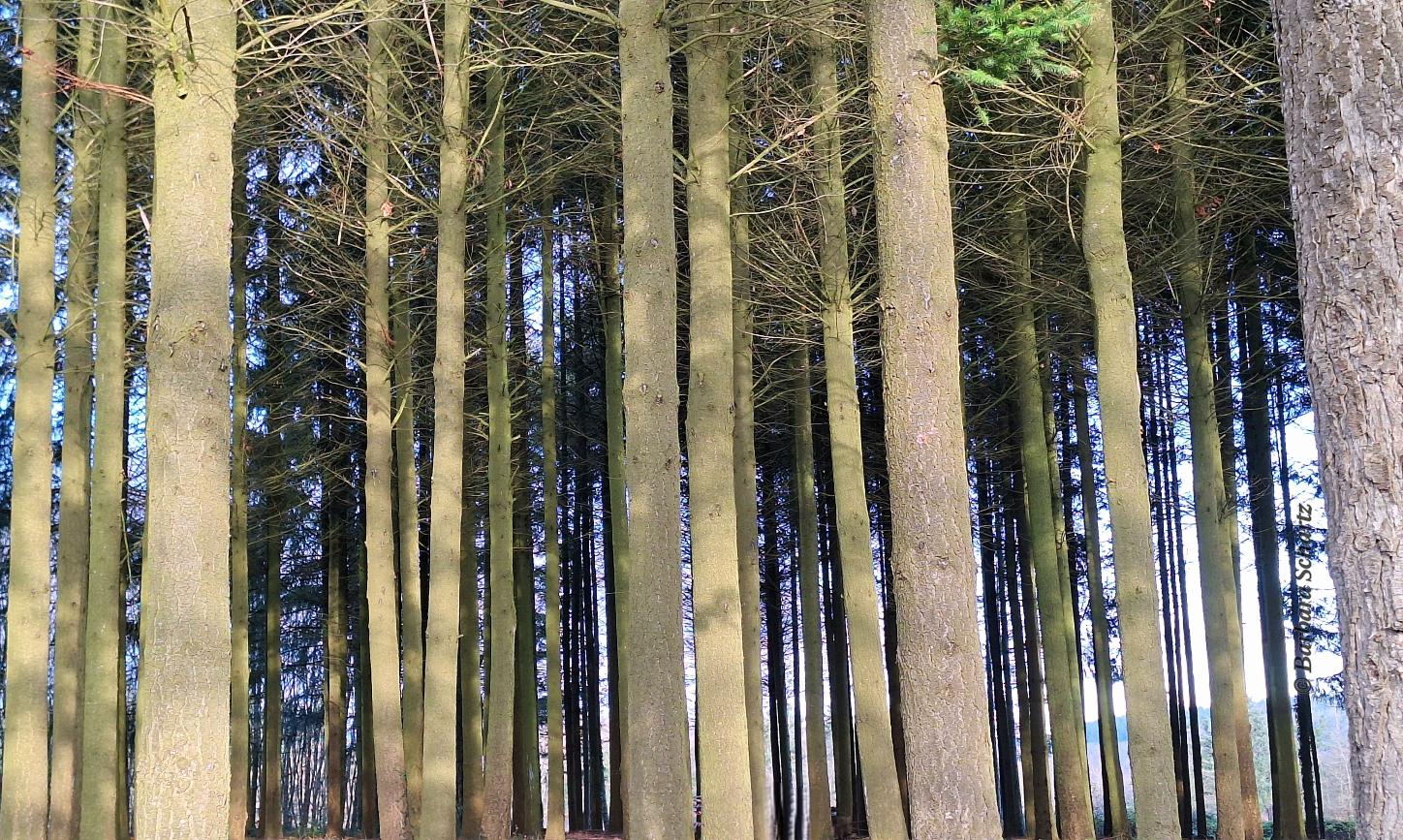 astlose, hohe Fichtenstämme