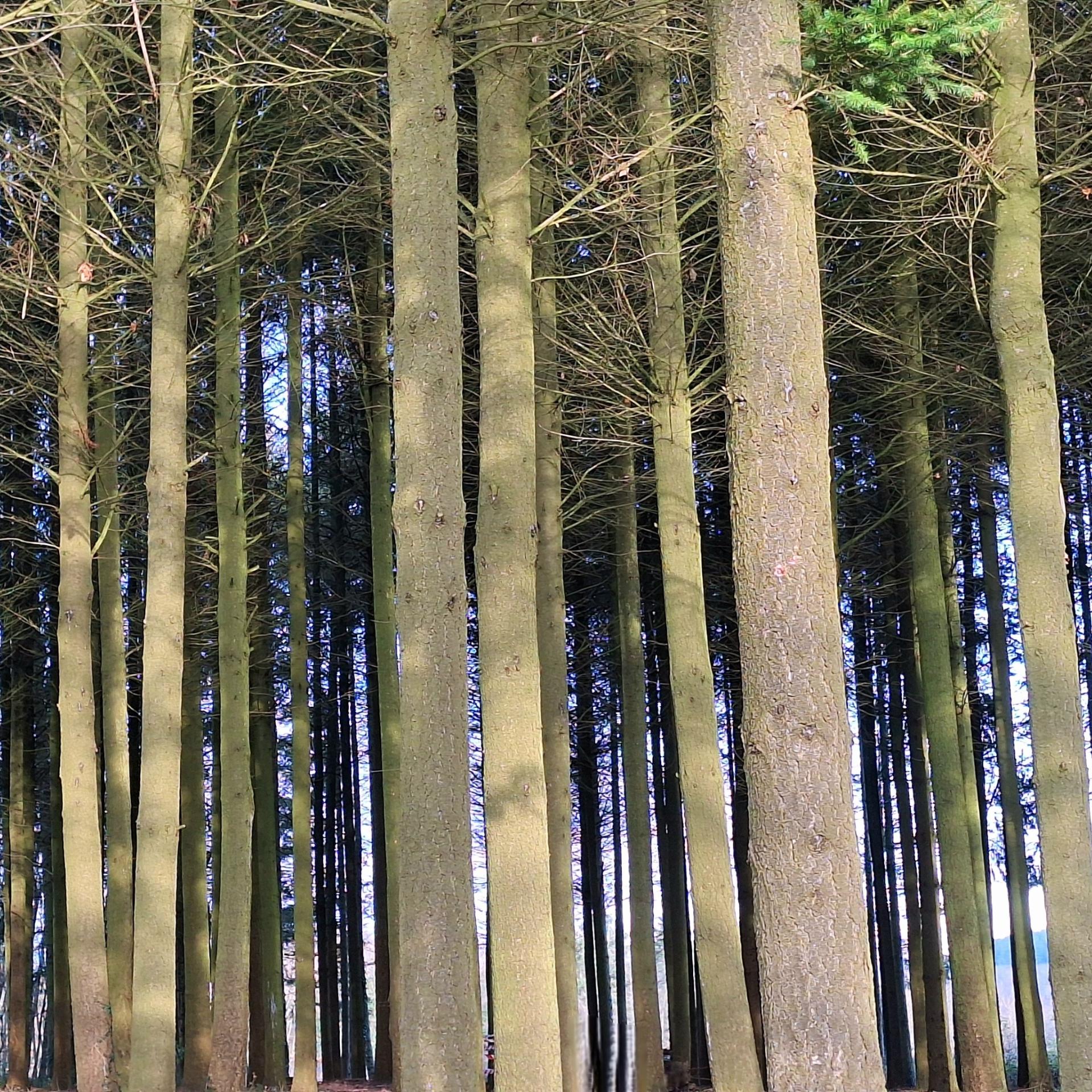 astlose, hohe Fichtenstämme