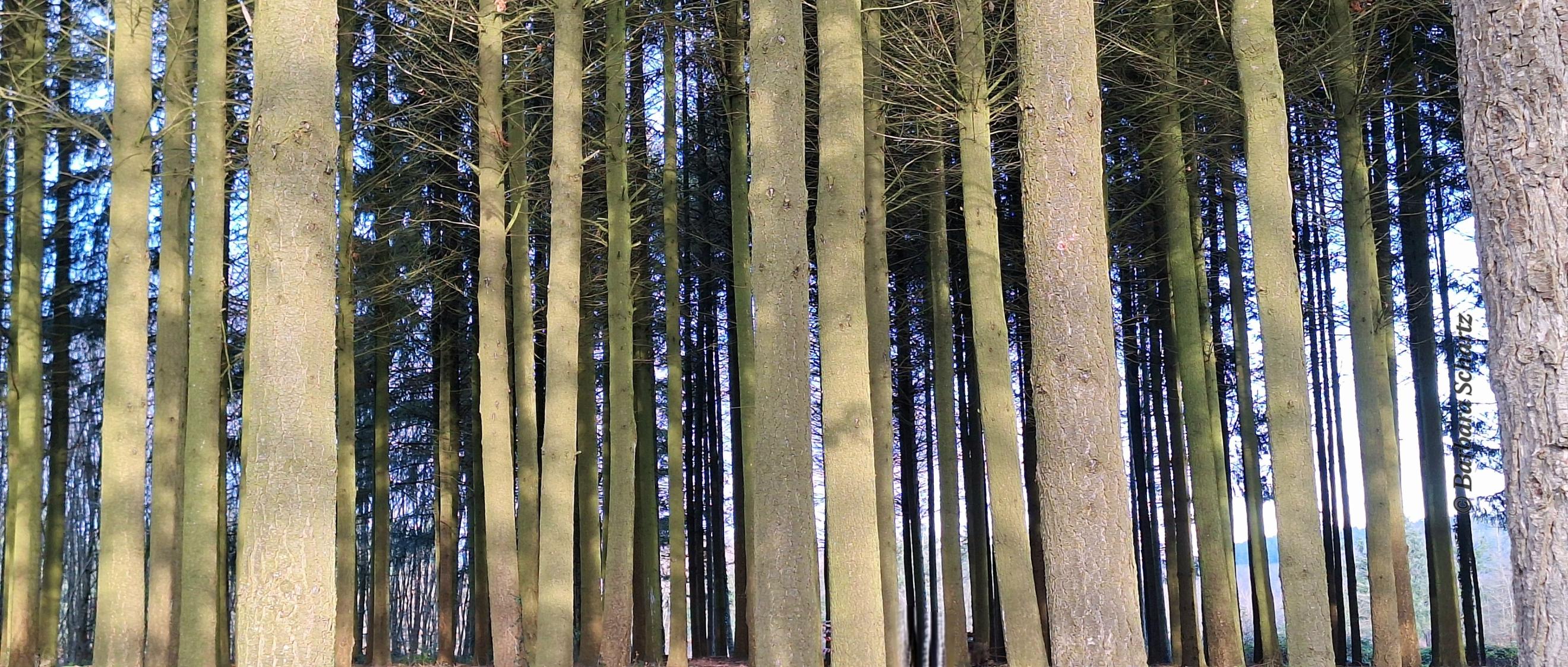 astlose, hohe Fichtenstämme