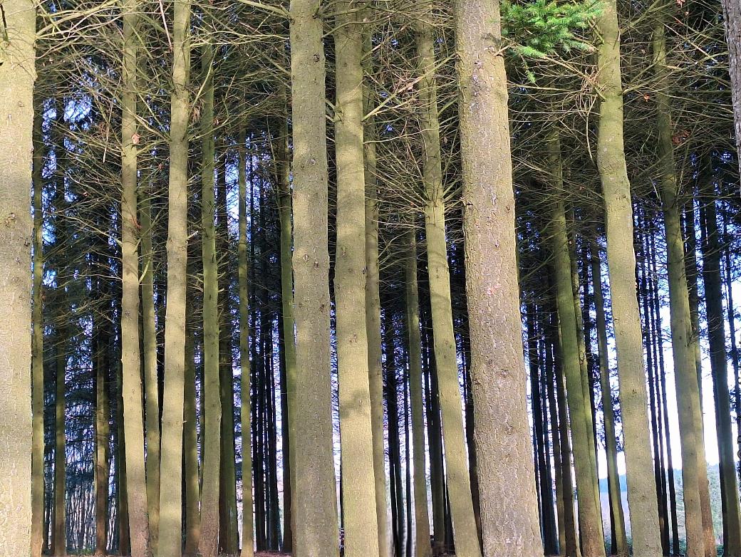 astlose, hohe Fichtenstämme