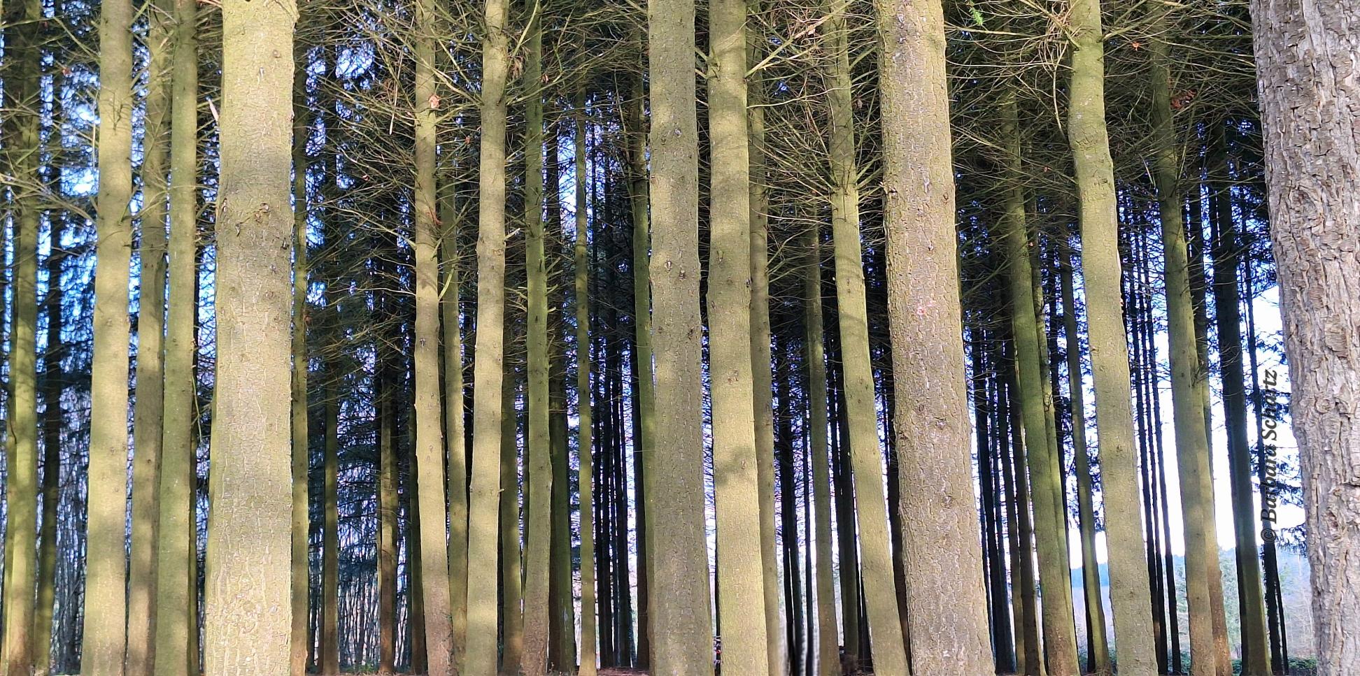 astlose, hohe Fichtenstämme