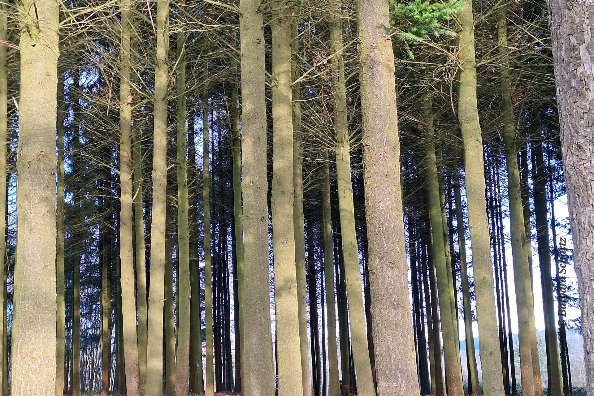 astlose, hohe Fichtenstämme (c) Barbara Schartz astlose, hohe Fichtenstämme